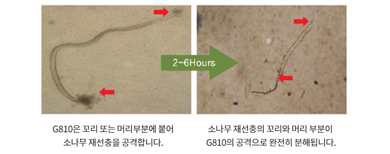 G810의 소나무재선충병 작용 기작